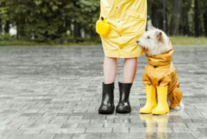 SPRING SHOWERS 5 RAINY-DAY ACTIVITIES FOR YOUR DOG